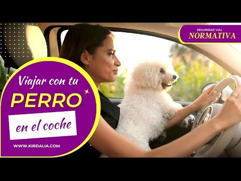 Consejos para llevar seguro a tu perro en el coche en 2022