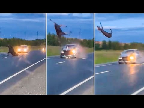 Increíble encuentro: Alce sorprendido al lado de un coche
