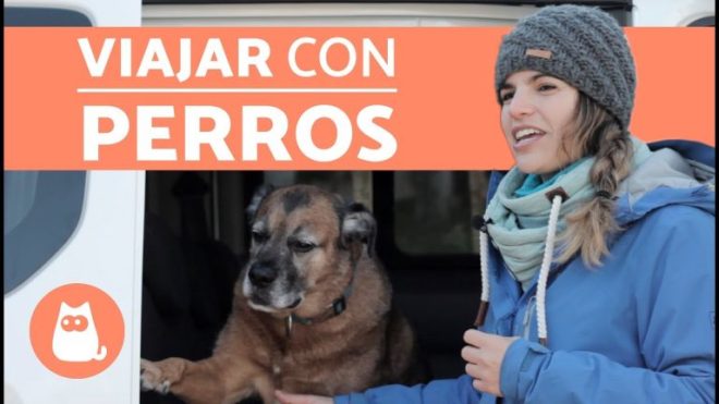 Prepara a tu perro para un increíble viaje en coche largo ¡Aquí te decimos cómo!